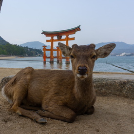 [2019] Japan